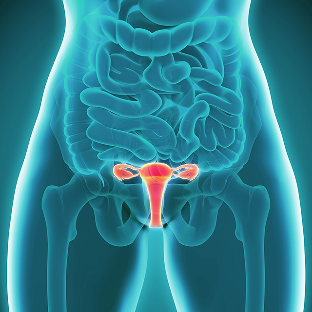 female reproductive female reproductive